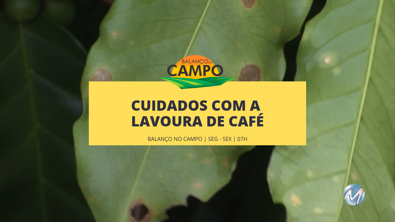 Cuidados com a lavoura de café